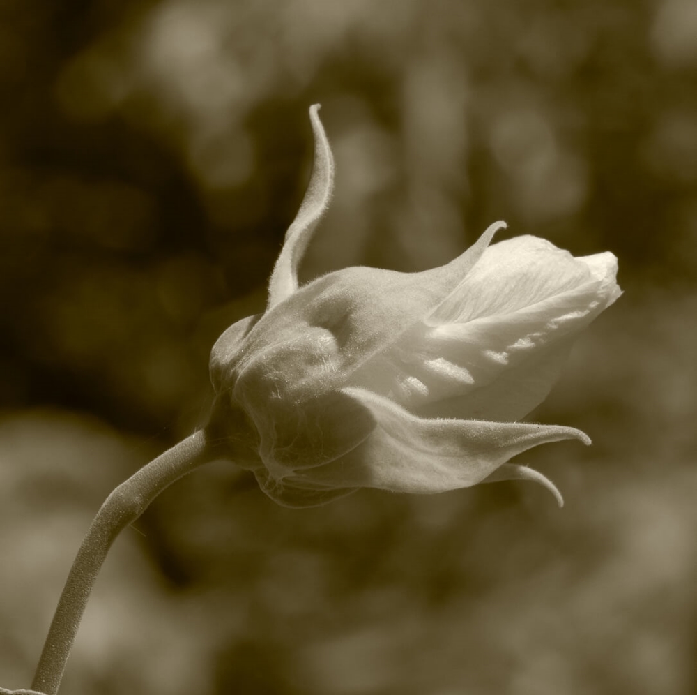 Merit For Digital Bud Growing Wild By Christine Jull