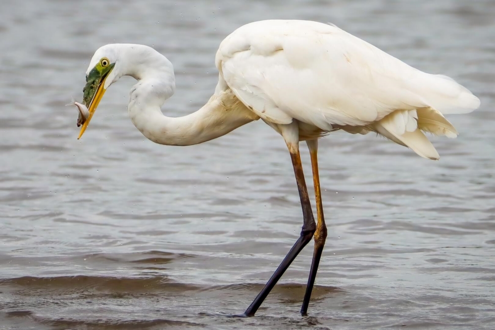 Merit For Print A45 Egret Fishing By Heidi Wallis