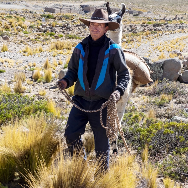 Merit For Print Peruvian Llama Granjero By Dorothy Harkins