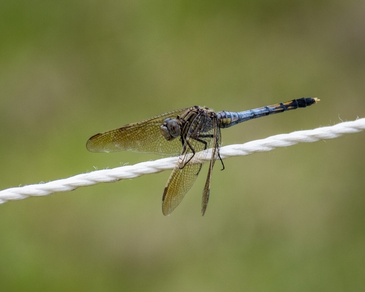 Merit For Print Tightrope Balance By Susan McCrory