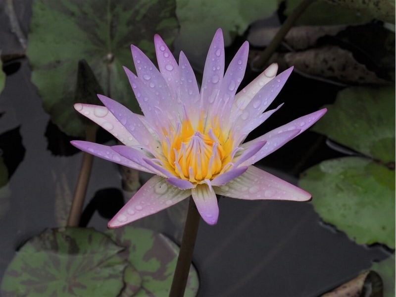 Merit For Print Waterlily By Trudi Aykens