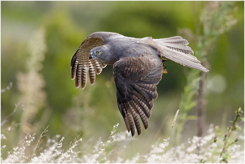 Merit For Digital Brown Goshawk In Flight By Kerri Anne Cook