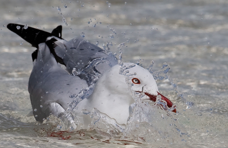 Merit For Digital Messy Bather By Jefferey Mott