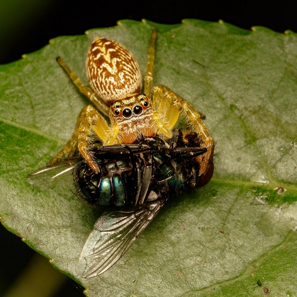 Merit For Digital Spiders Huge Lunch By Hazel Sempf