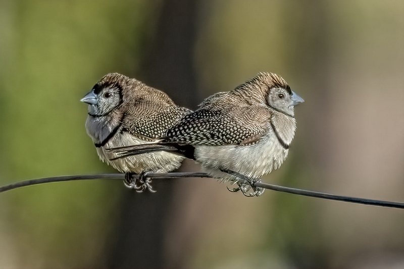 Merit For Print Double Barred Finches By Lekha Suraweera