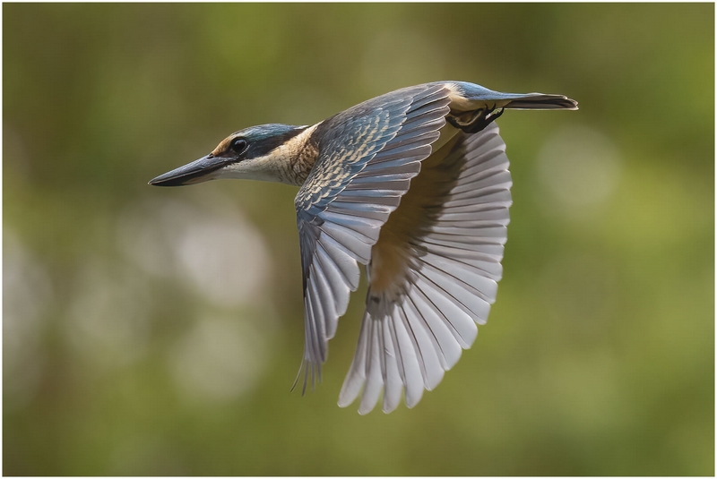 Merit For Print Sacred Kingfisher  By Kerri Anne Cook