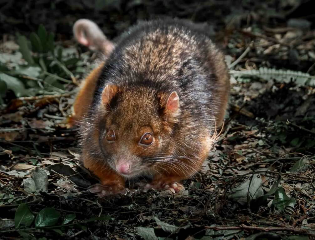 Honour For Print Scared Possum By Christine Jull