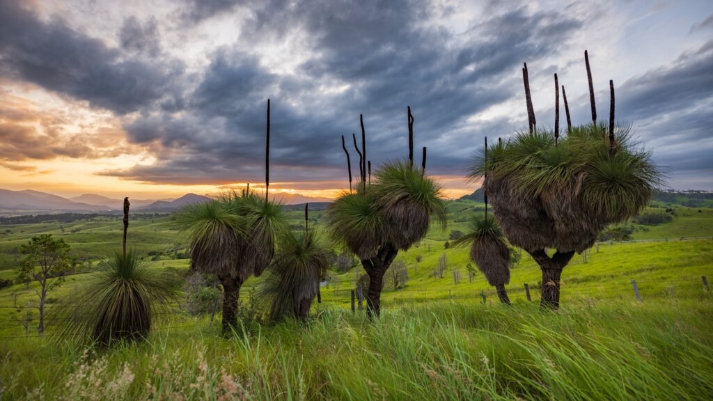 Merit For Print Sunset Xanthorrhea By Bruce McDonald