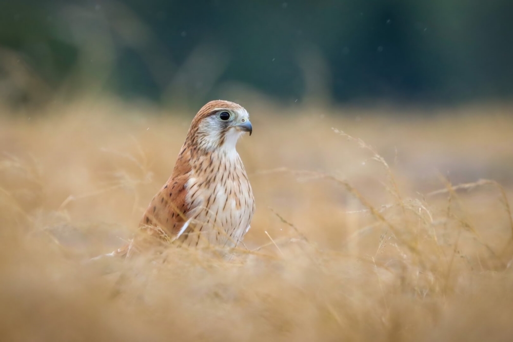 Honour For Digital A45 Kestral Resting In Long Grass By Heidi Wallis