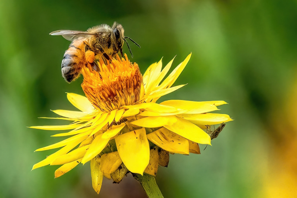 Honour For Print Bee At Work By Swarna Wijesekera