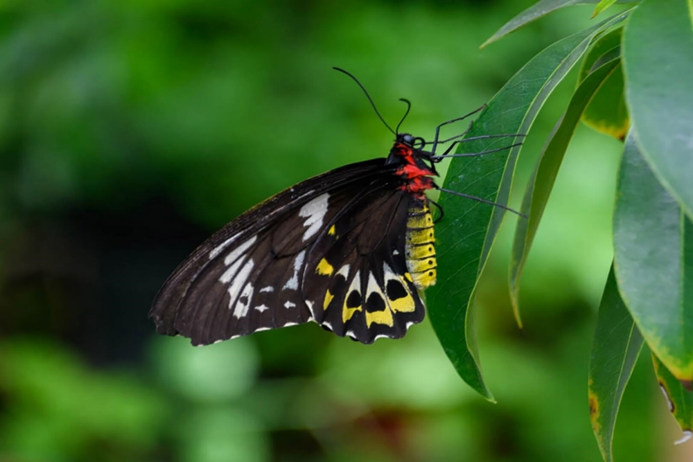 Merit For Print Cairns Birdwing By Janet Richardson