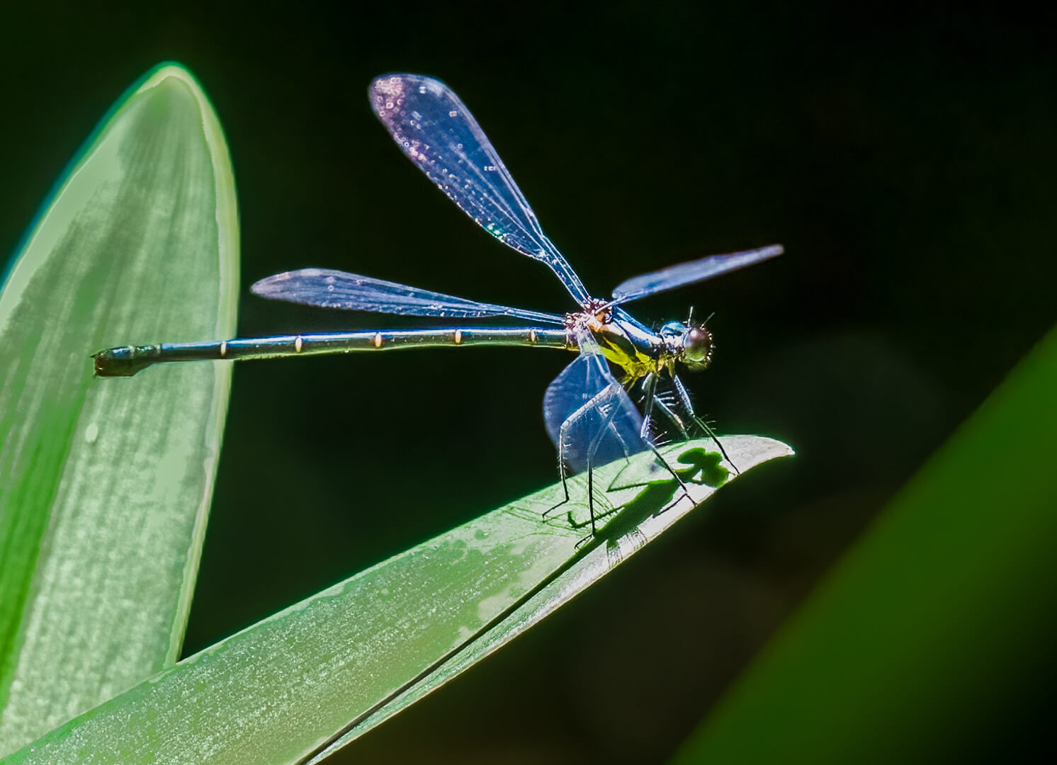 Merit For Print Dragonfly By Margareta Dewilde