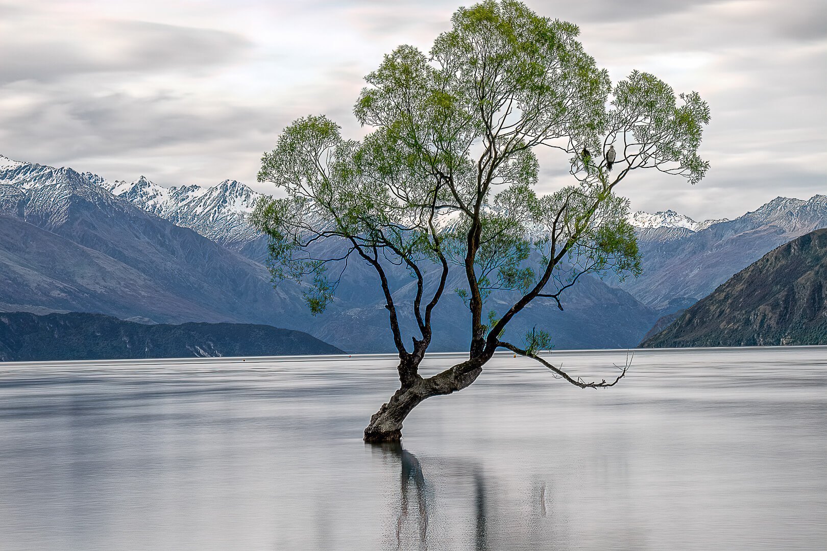 Merit For Print Wanaka Tree Among Snow Capped Mountains By Swarna Wijesekera