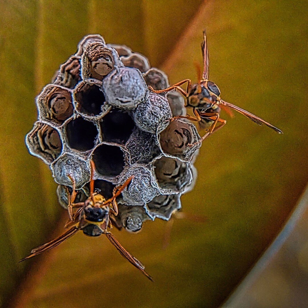 Merit For Print Wasp Nest  DSCF9866  By Robert Vallance