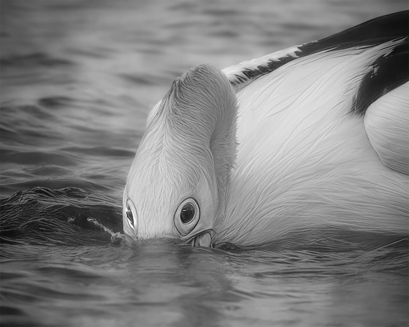 Honour For Digital Bird On A Lake By Wendy Buick