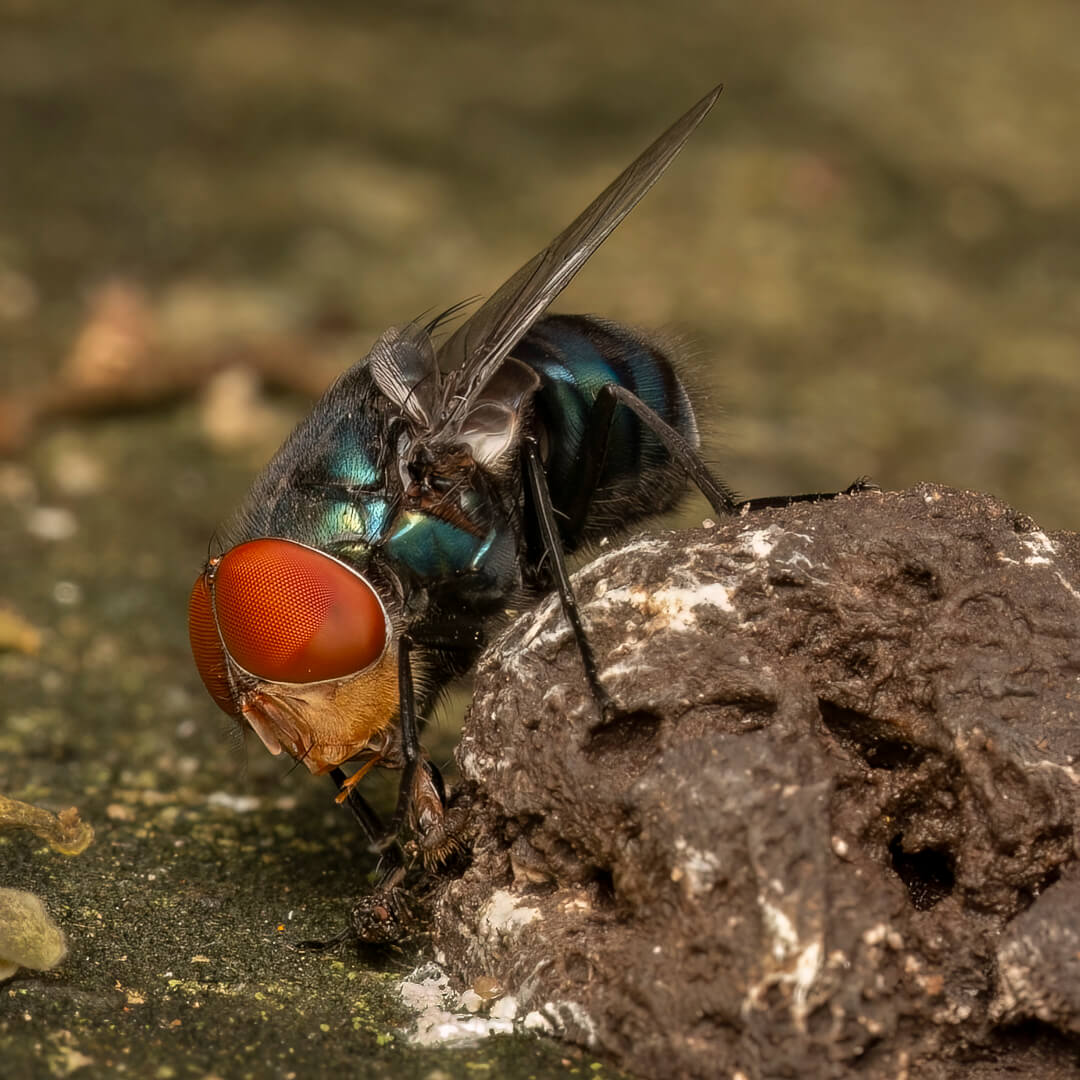 Merit For Digital Fly Chasing Dung Bug By Hazel Sempf