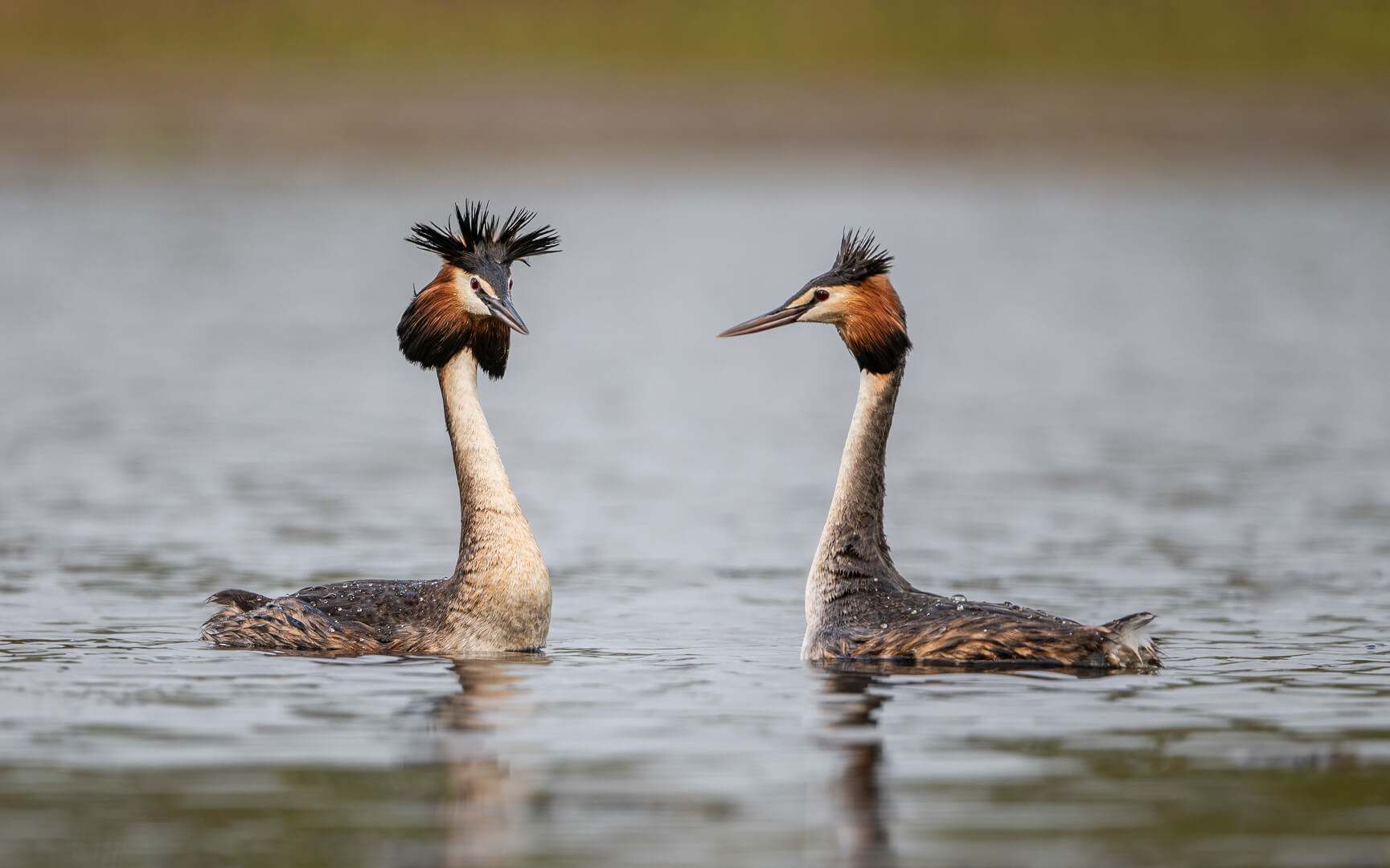 Merit For Digital Great Crested Grebes By Alan Wigginton