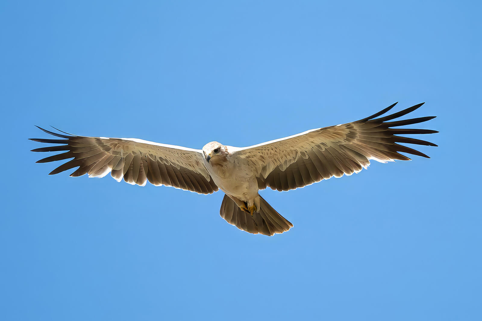 Merit For Digital Steppe Eagle Serengeti By Bhaskar Desha
