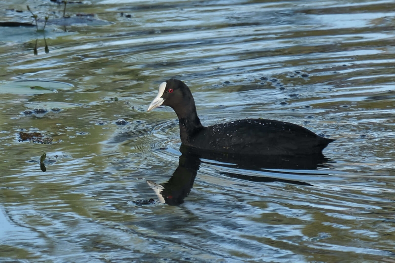 Honour For Digital A Smart Coot By Russell Dickson