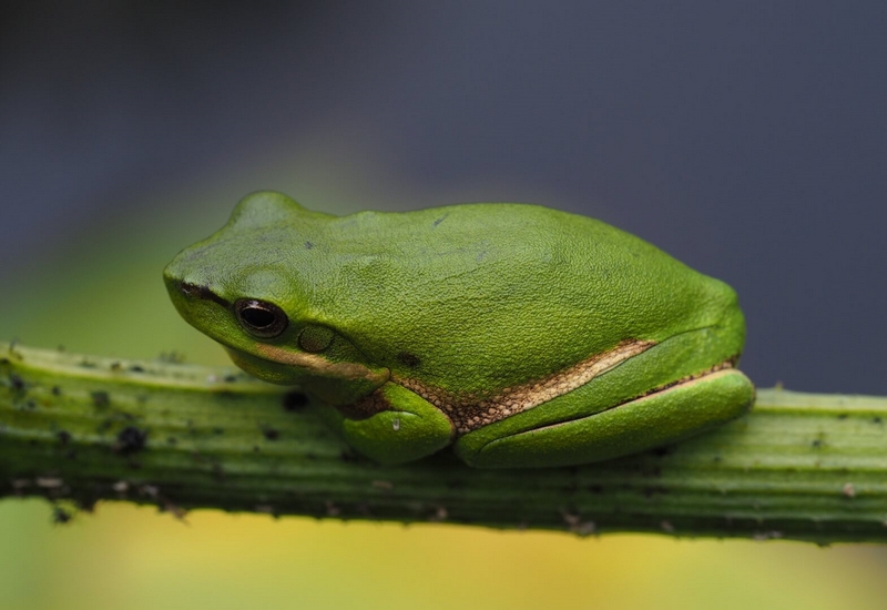 Merit For Digital 101 Eastern Dwarf Tree Frog By Trudi Aykens