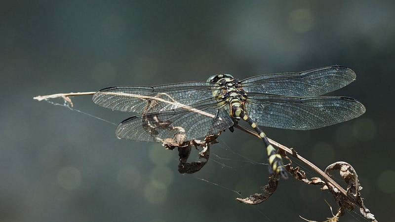 Merit For Digital Leadlight Wings By Margaret Kemmery