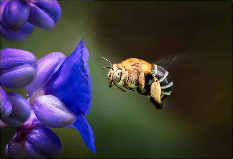 Merit For Print About To Land By Paul MacKay