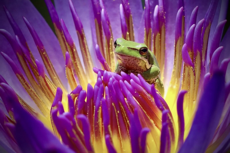 Honour For AB121 Frogs Life By Heidi Wallis