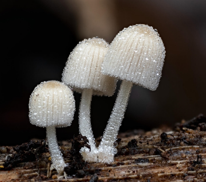 Honour For Fairyland On Mt Glorious By Susan Chisholm