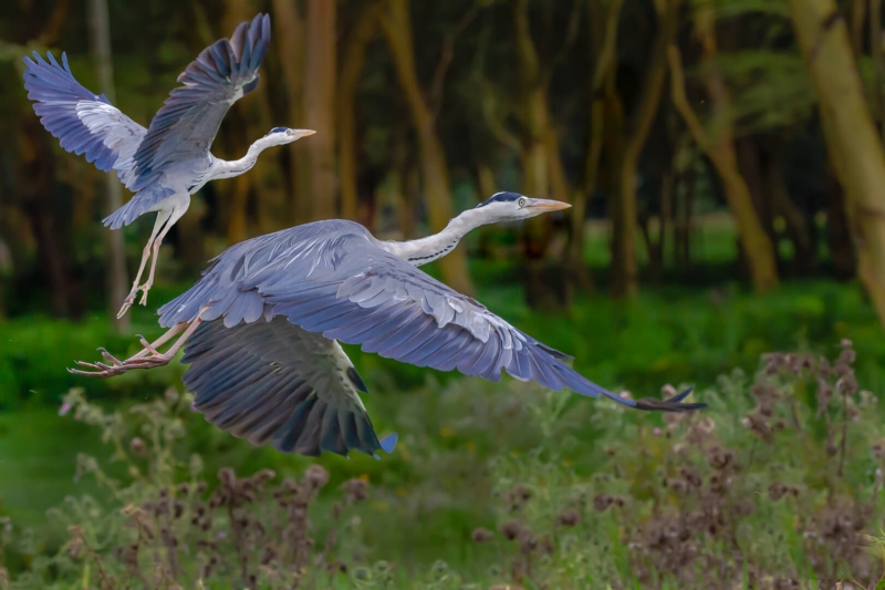 Honour For Flying Away By Swarna Wijesekera