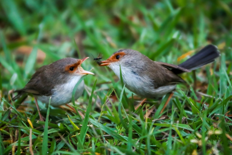 Merit For Hurry Up Mom By Mangala Jayasekera