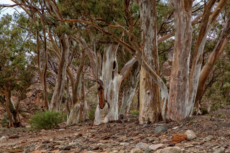 Merit For Red Gums 2 By Lekha Suraweera