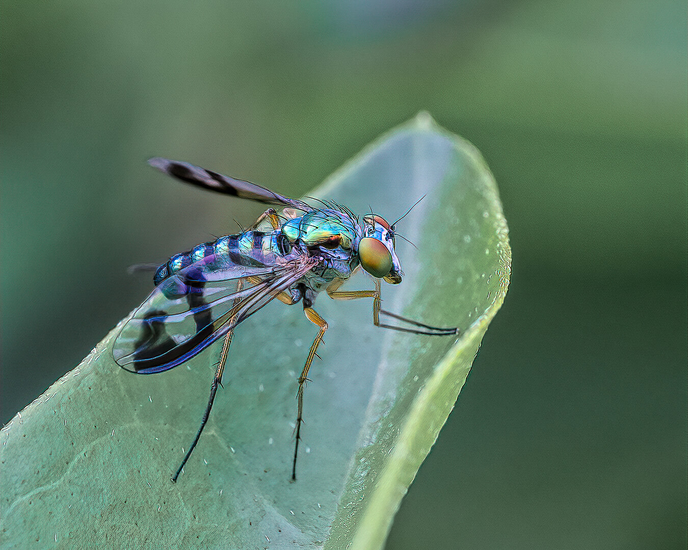 Honour For Digital Long Legged Fly By Lekha Suraweera