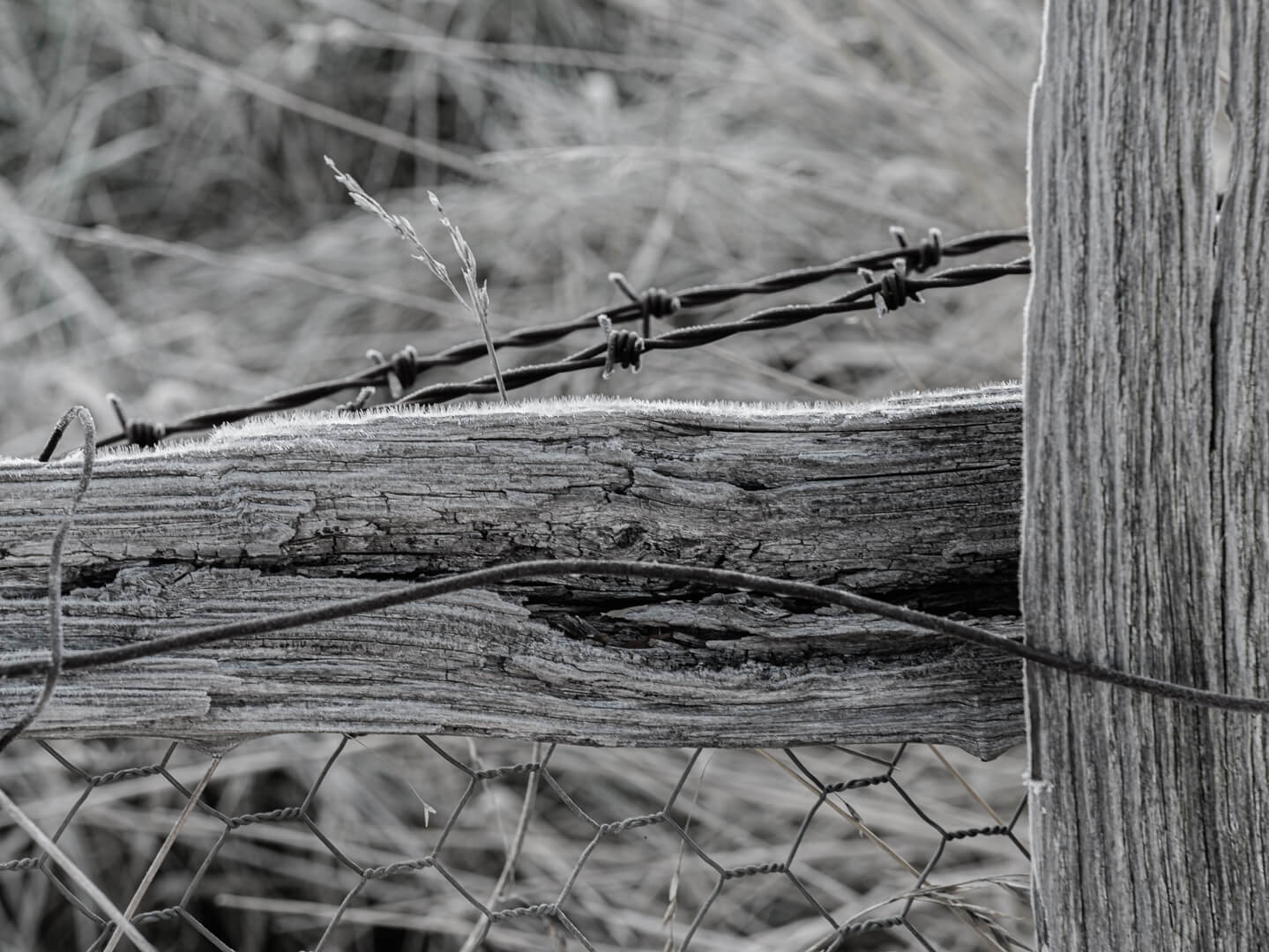 Merit For Digital Frost On Fence By Joni Keenan