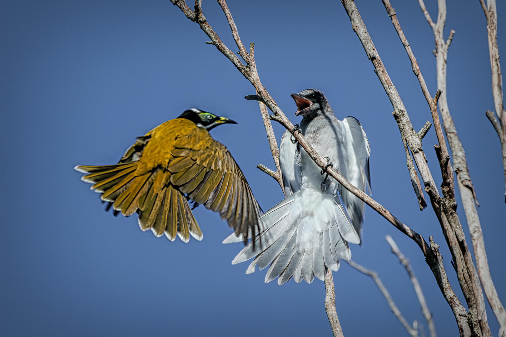 Merit For Print To Kill A Mockingbird By Lekha Suraweera