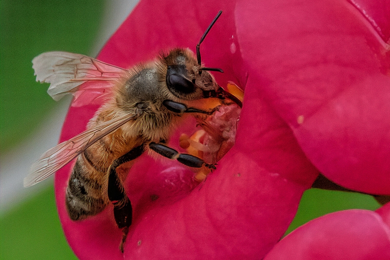 Honour For Digital A Bee Looking For Nectar By Swarna Wijesekera