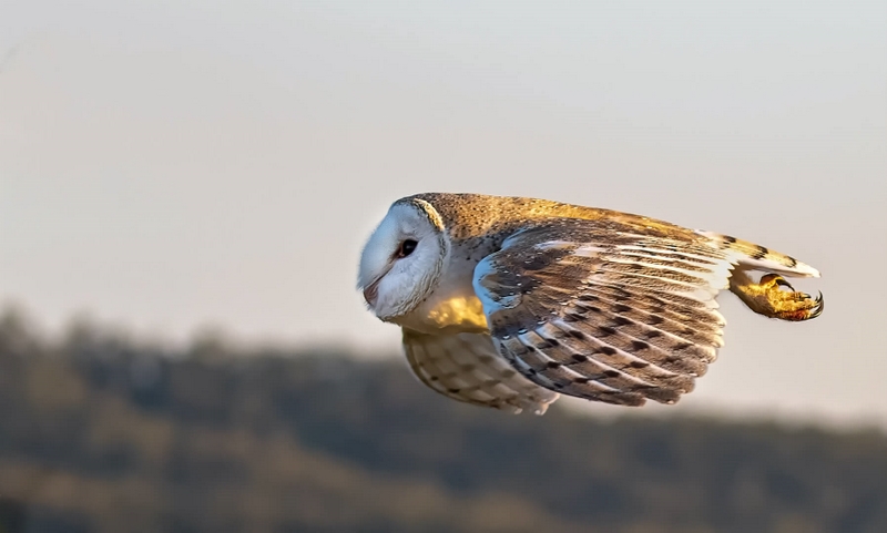 Honour For Digital Barn Owl By Lekha Suraweera