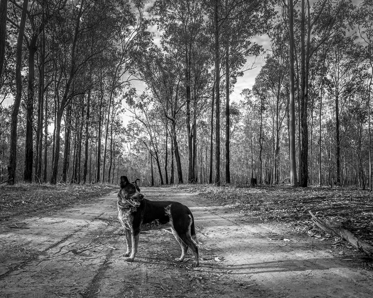 Honour For Print Paws And Shadows By Susan McCrory