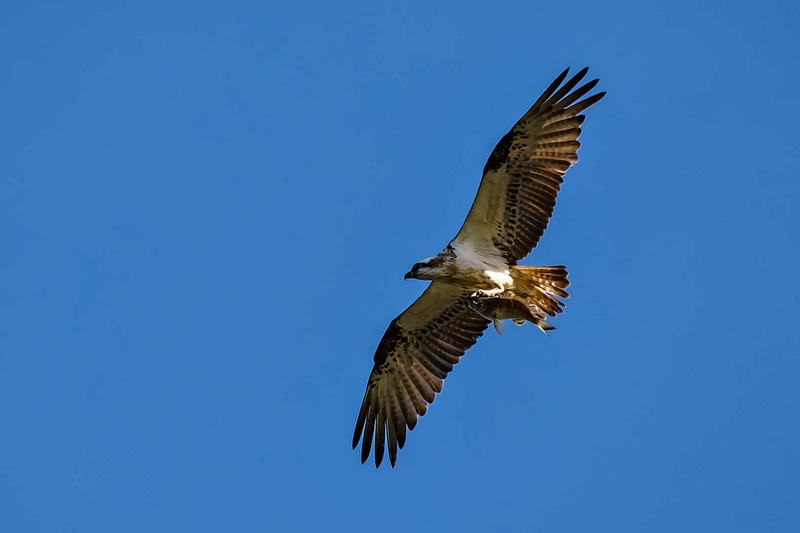 Merit For Digital Osprey, Done Fishing And Going Home By Russell Dickson