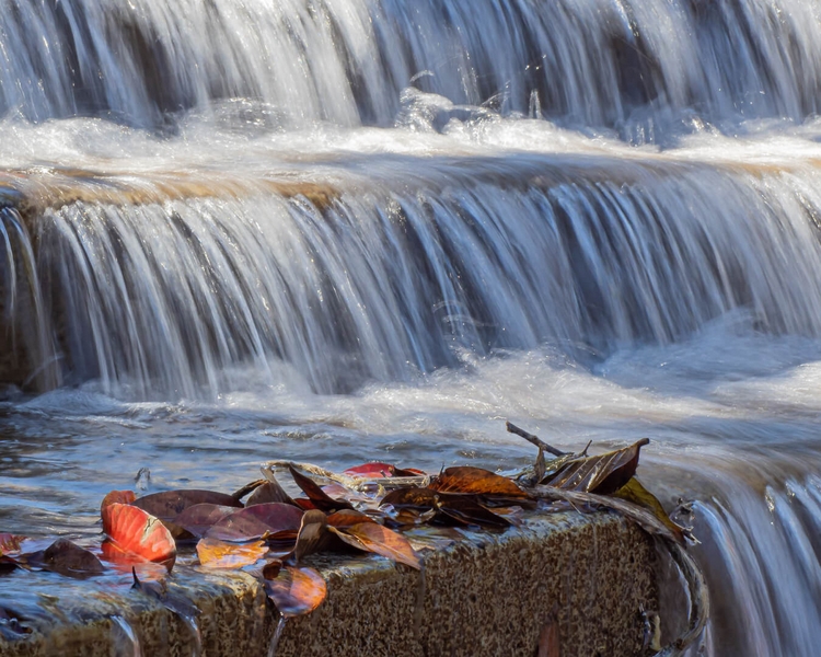 Merit For Print Fallen Leaves By Dorothy Harkins