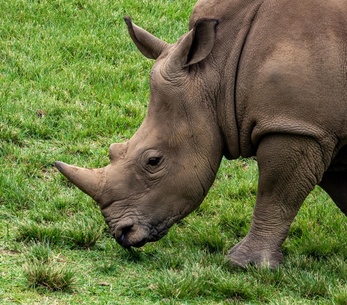 Merit For Print Just Grazing By Christine Jull