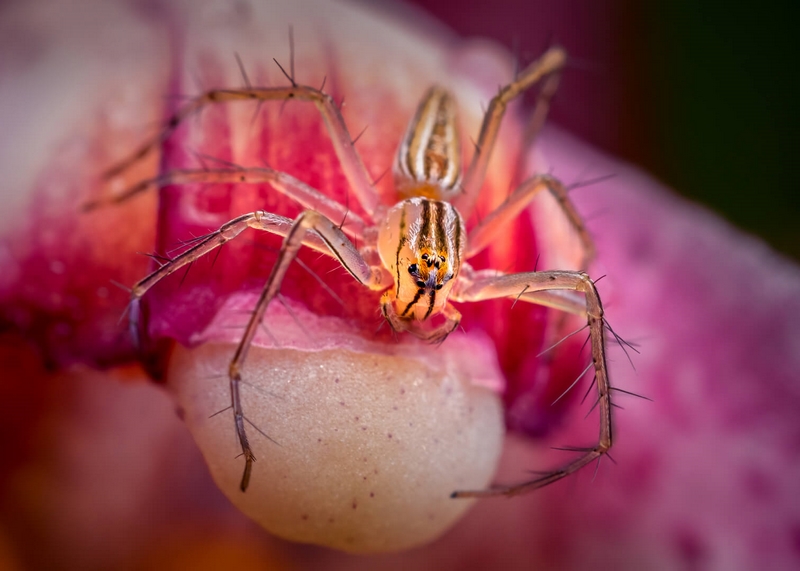 Merit For Print Lynx On A Orchid By Geoffrey Hui