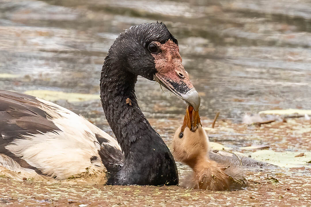 Honour For Digital IM HUNGRY MUM By Kerri Anne Cook