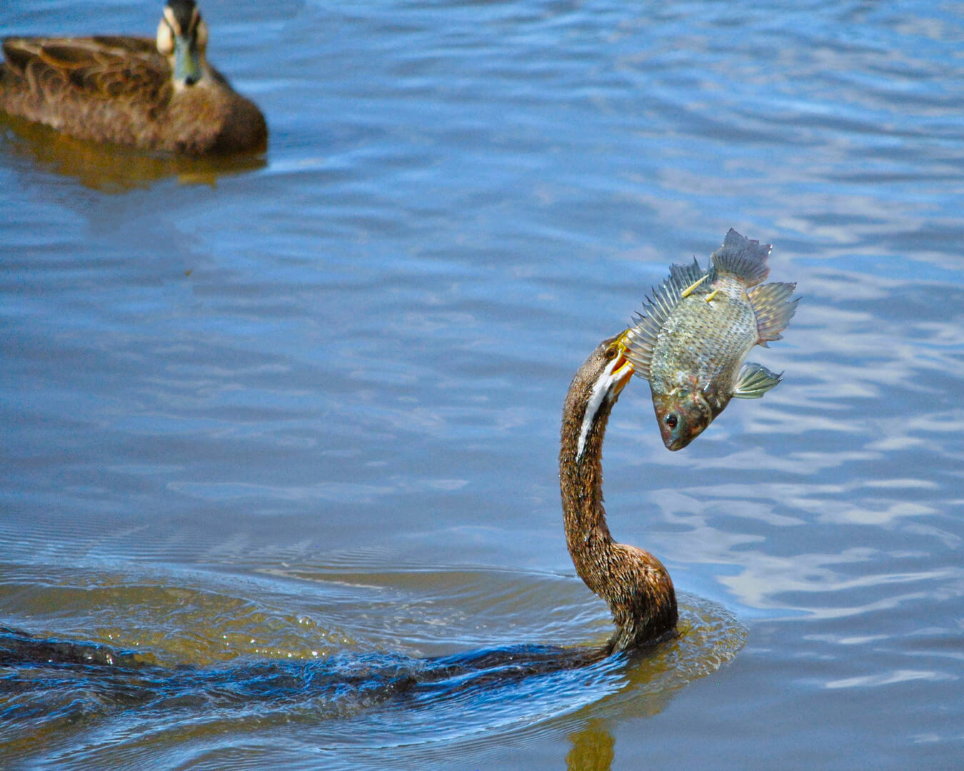 Merit For Digital Fish For Dinner By Carol Rustichelli