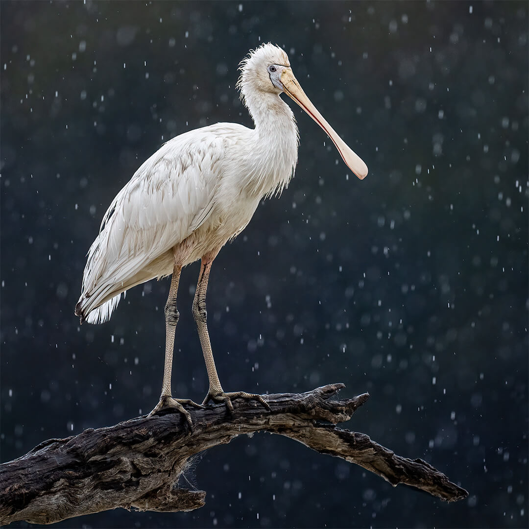 Merit For Digital No Umbrellas For Spoonbills By Jefferey Mott