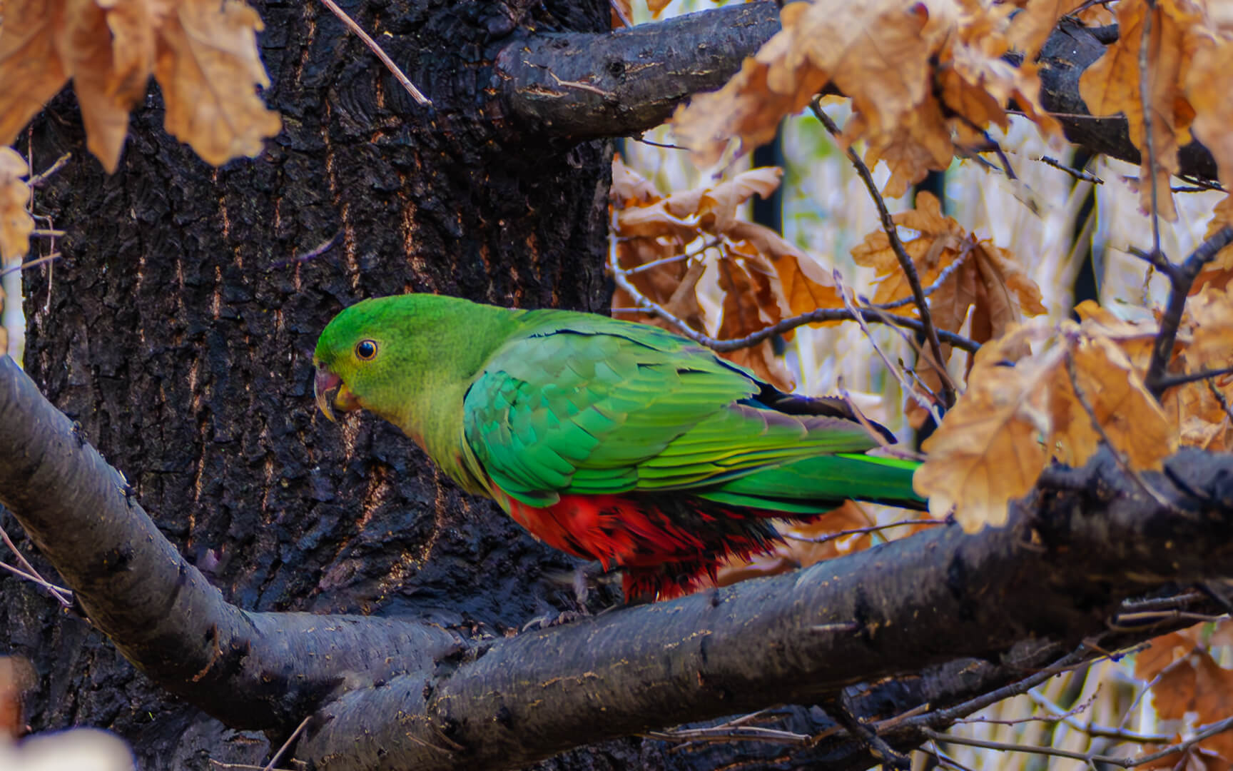 Merit For Digital Walking And Squawking  By Joni Keenan