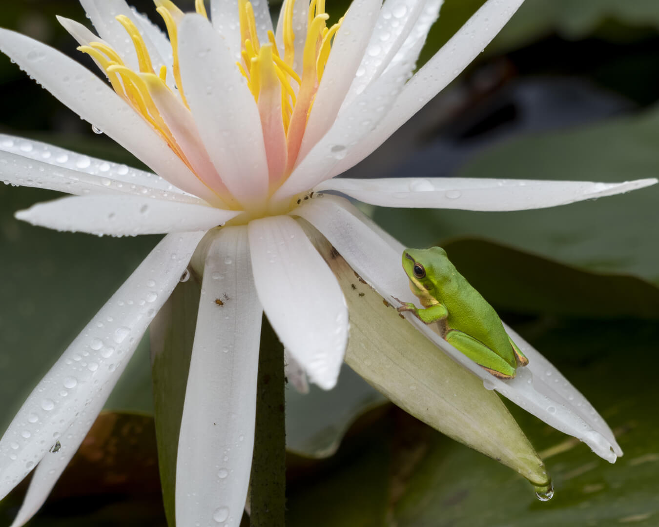 Merit For Print Amphibian Paradise By Dorothy Harkins