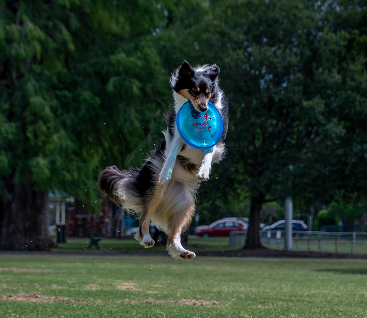 Merit For Print Playing Frisbee By Janet Richardson