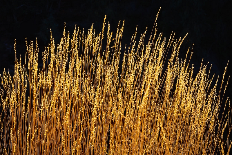 Honour For Digital Golden Grass By Bruce McDonald