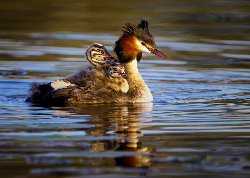 Merit For Digital Great Crested Grebe Piggyback By Geoffrey Hui