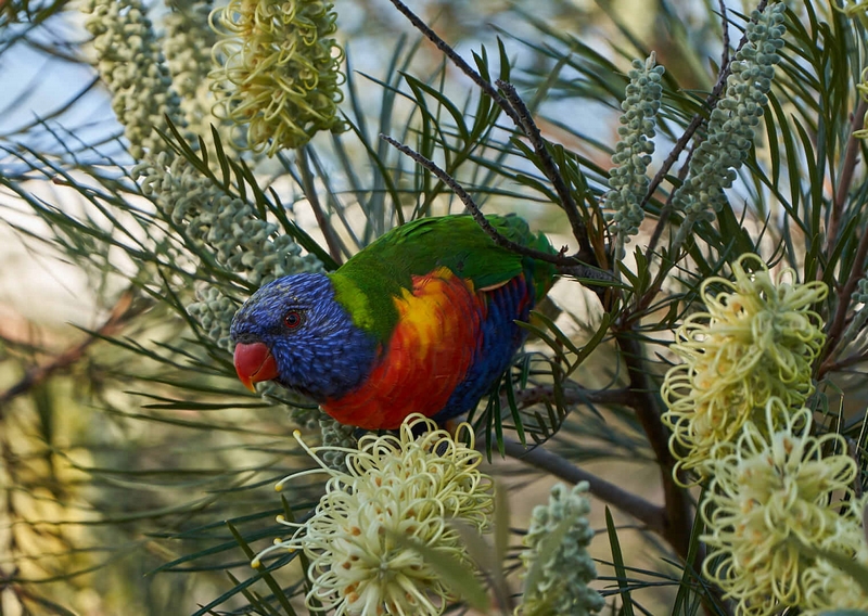 Merit For Digital Lorikeet In Grevillea By Russell Dickson